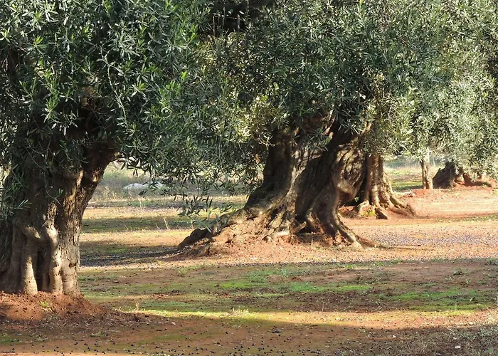 לינה וארוחת בוקר Le Comari Salentine לצ'ה